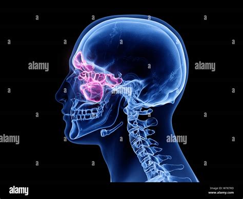 3d sinus model.